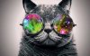 john-lennon-cat.jpg