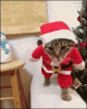 tenor (3).gif