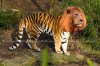 liger.JPG