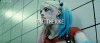 giphy (2).gif