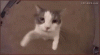 tenor (5).gif