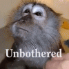 tenor (18).gif