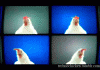 techno-chickens.gif