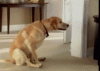skiddy dog.gif
