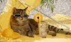 953dc-tabby-cat-with-sun-glas-014.jpg
