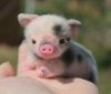 f15b779f08dc9934f6431e0999e18408--this-little-piggy-little-pigs.jpg