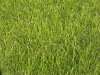 1200px-Grass-JW.jpg