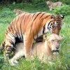 tuger-rapes-lion.jpg