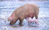Sow_with_piglet.jpg