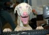 dog-at-keyboard3.jpg