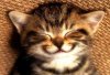 Monday Morning Smile - kitten - TheLaughing Pet.jpg