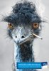 emu.jpg