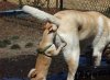 gay,-dog,-ass-143713.jpg
