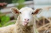 chimera-majestic-sheep-tongue.jpg
