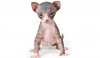 Sphynx-AP-1DHTPW-645sm3614.jpg
