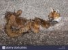 roadkill-a-fox-lies-flattened-and-dried-out-on-the-road-fur-adn-body-H00M42.jpg