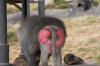 arse.jpg
