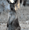 h11D24878.gif