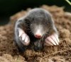 cab73def51c23d93c1600cde107d27da--baby-mole-woodland-creatures.jpg
