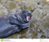 seal-clapping-harbor-his-hands-la-jolla-ca-34109817.jpg