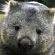 wombatdropping