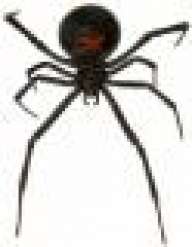 blackwidow