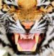 Tigers4eva