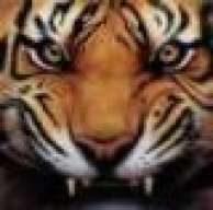 Late.Tiger