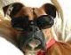 Topdog