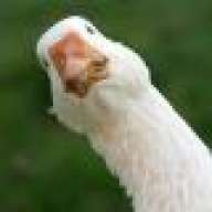 LooseyGoosey
