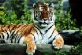 Howdale Tiger