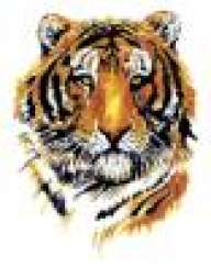 tigerss