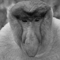 Cockface
