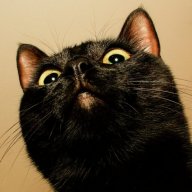 StreathamBlackCat