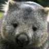 wombatdropping
