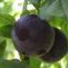 Ashbees Plums