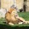 aldershot lion
