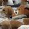 Happy_Fox - Sponsored by Thai's R Us
