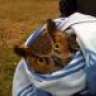 rabit71
