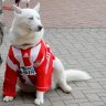 Commachio's Dog