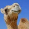 Sandy Camel
