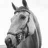GreyHorse