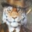 tigre