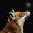 AstroFox