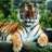 Howdale Tiger