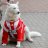 Commachio's Dog