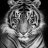 Brisbane Tiger