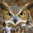 Wiseowl